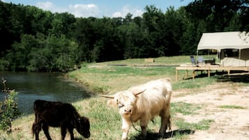 A river, a tent, and two cows grazing near the water.