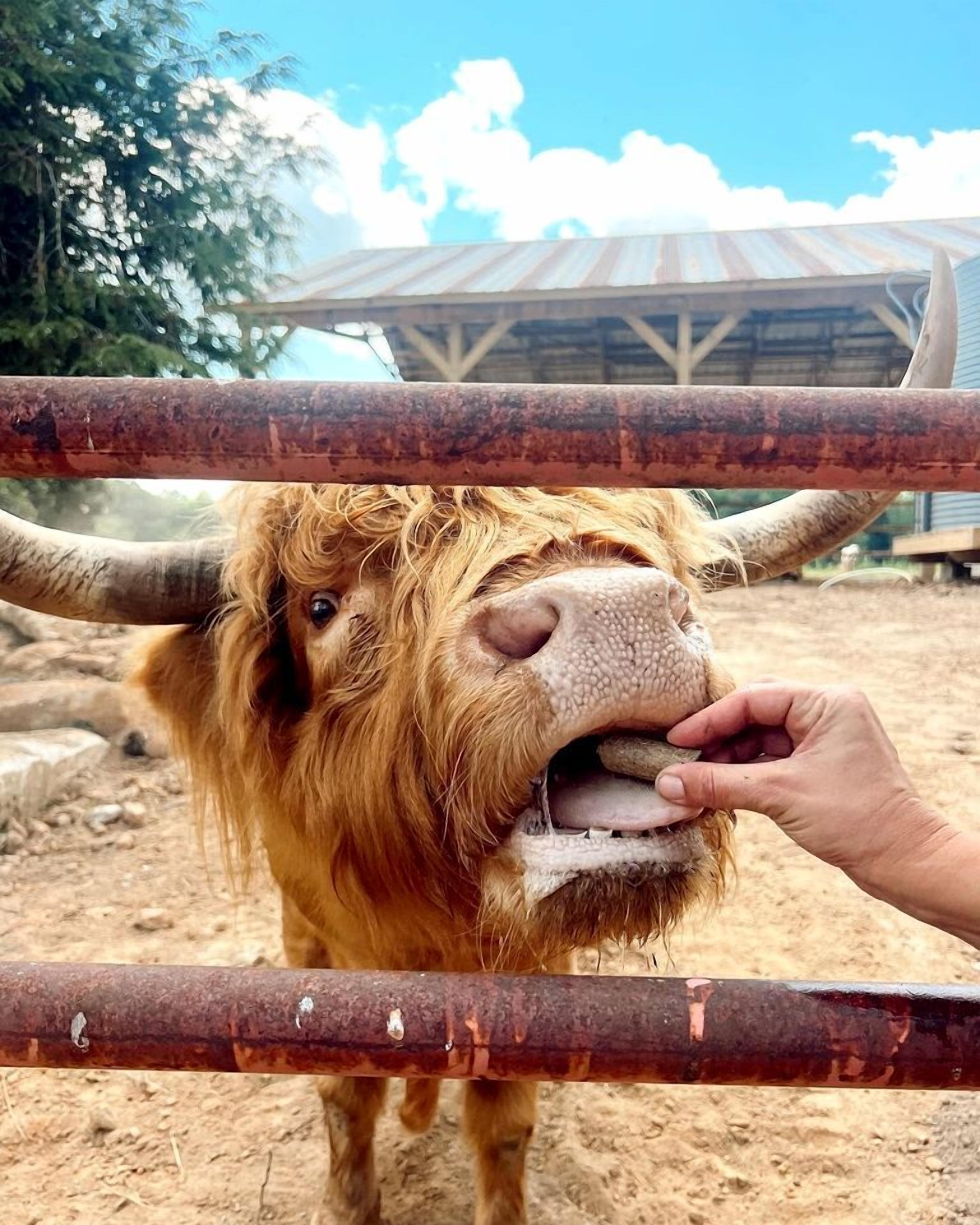 A yak with long hair and large horns, being fed by a person through a metal gate.