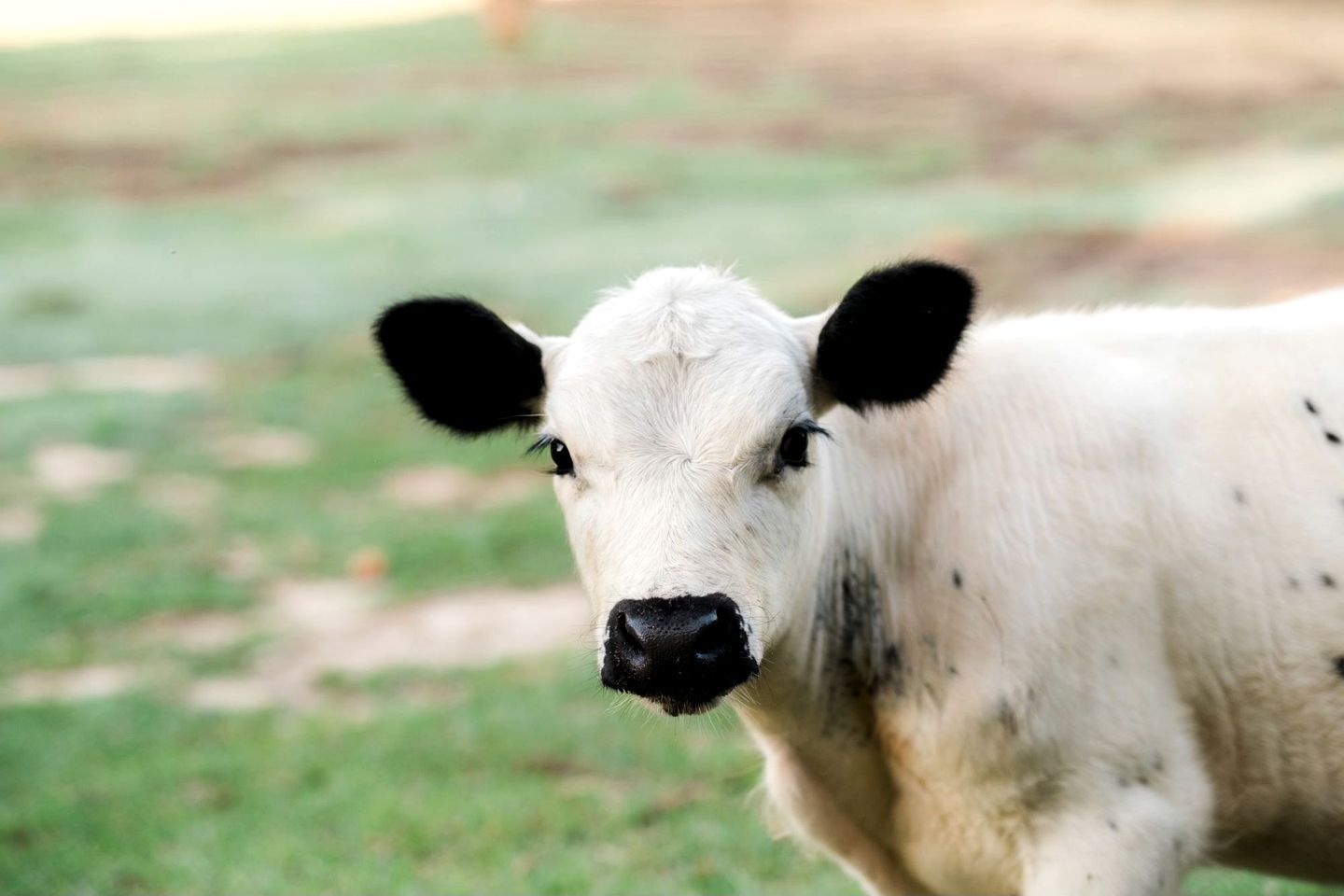A close-up of a white cow with black markings, standing in a grassy field.