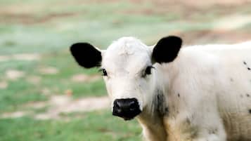 Un gros plan d’une vache blanche avec des taches noires, se tenant dans un champ d’herbe.