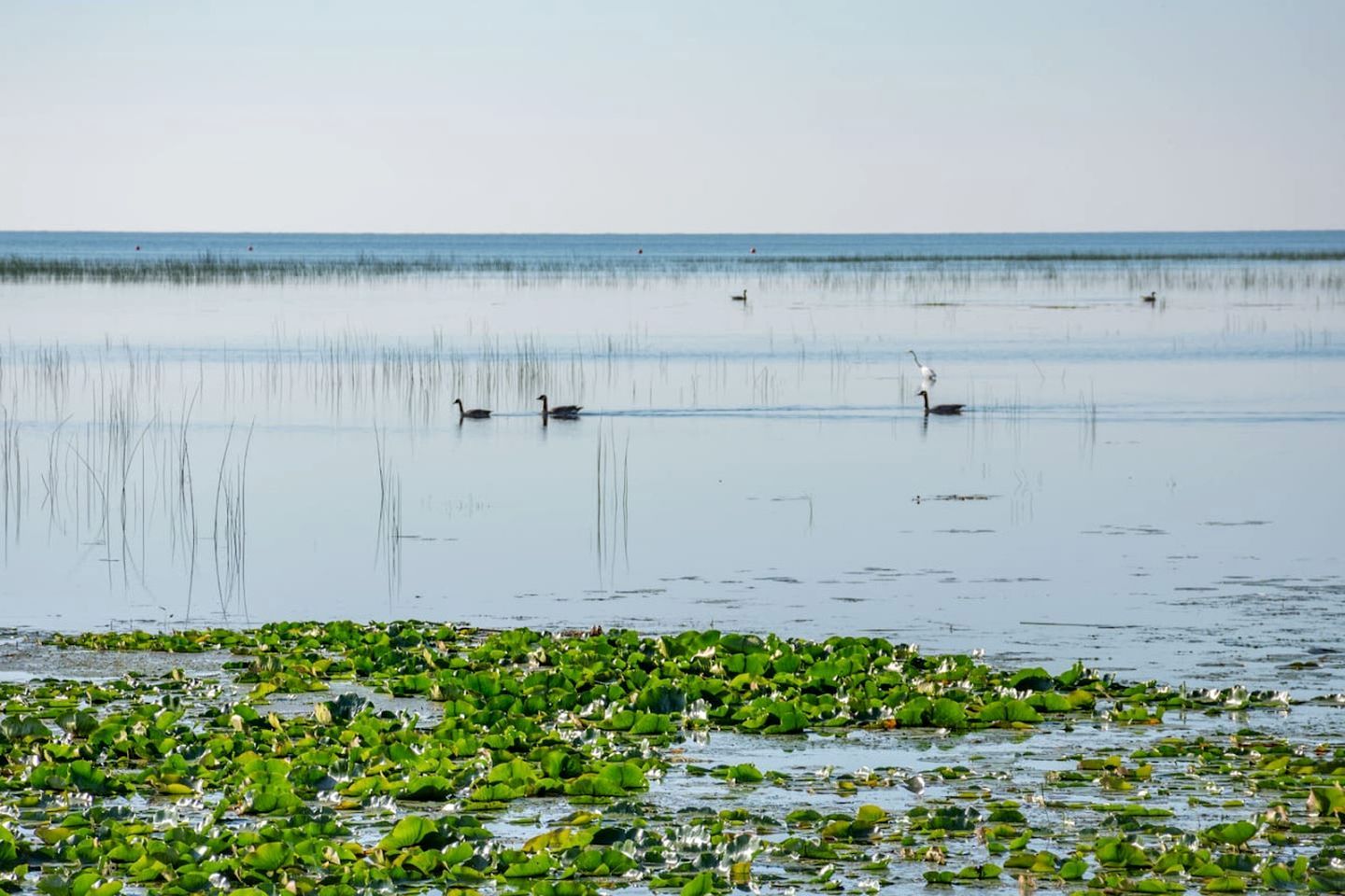 Een rustig waterlichaam met drijvende groene waterlelies en verschillende vogels.