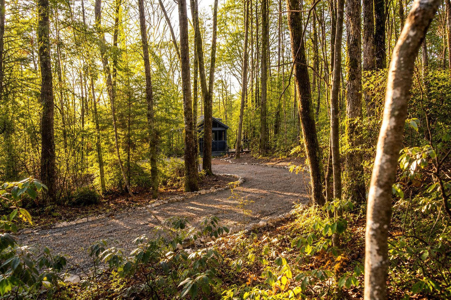A forested area with a gravel path leading to a small cabin.
