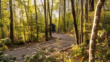 A forested area with a gravel path leading to a small cabin.