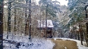 Een besneeuwd bos met een houten hut.