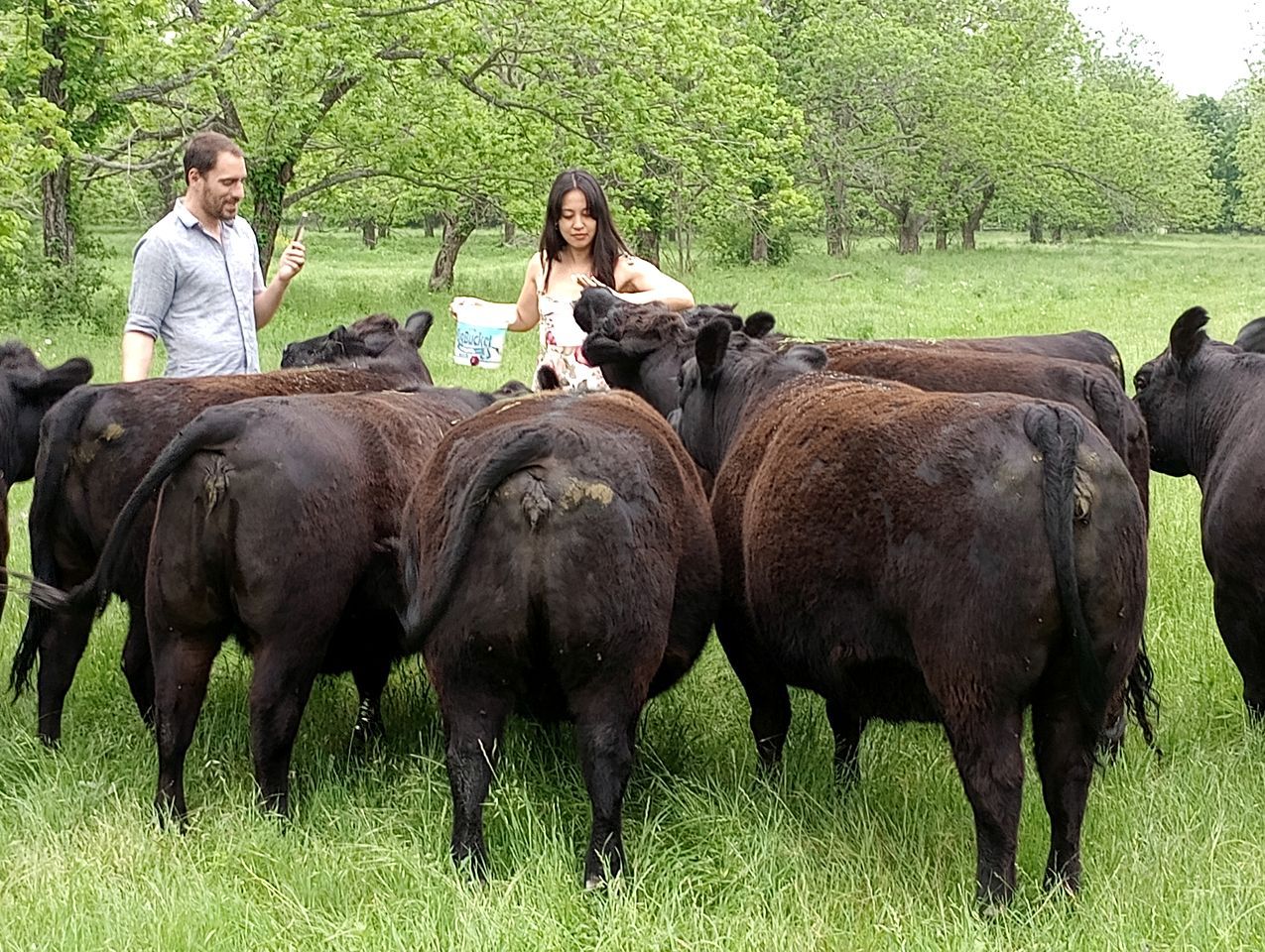 A group of cattle in a grassy field with two people standing among them.
