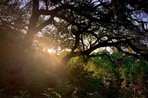 Un área boscosa con luz solar filtrándose entre los árboles.