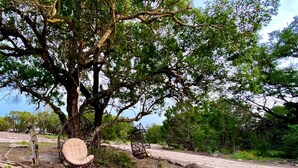 A tree with two wicker chairs under it.