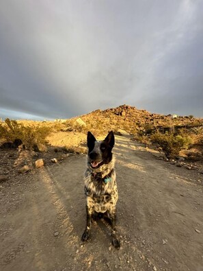 A dog on a dirt path with sparse vegetation and a rocky hill in the background.