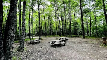 A forest with picnic tables.
