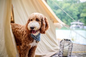 Pet-friendly - Georgia Glamping Getaways in this Luxury Safari Tent Rental in the Heart of Nature (Helen)