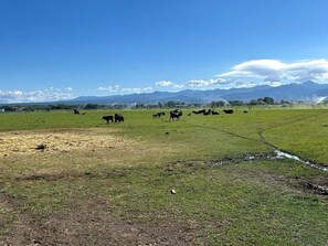 Paesaggio rurale con bestiame al pascolo, cielo sereno e montagne sullo sfondo.