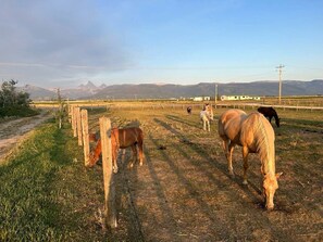 Paesaggio rurale con cavalli al pascolo, un sentiero sterrato e montagne in lontananza.