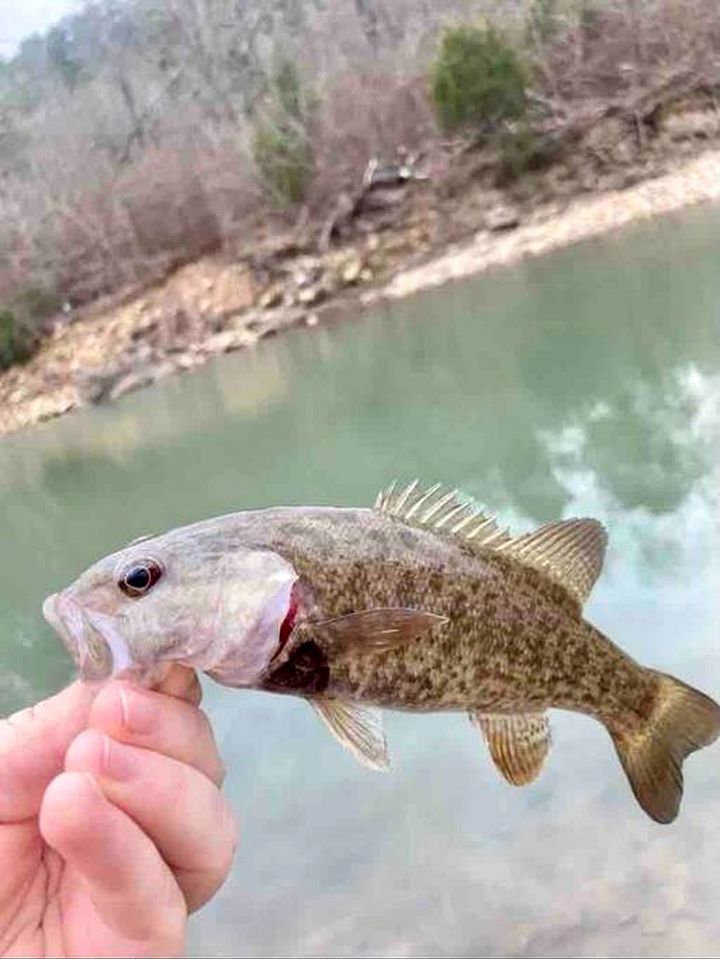 A hand holding a fish with a clear view of a riverbank and trees in the background.