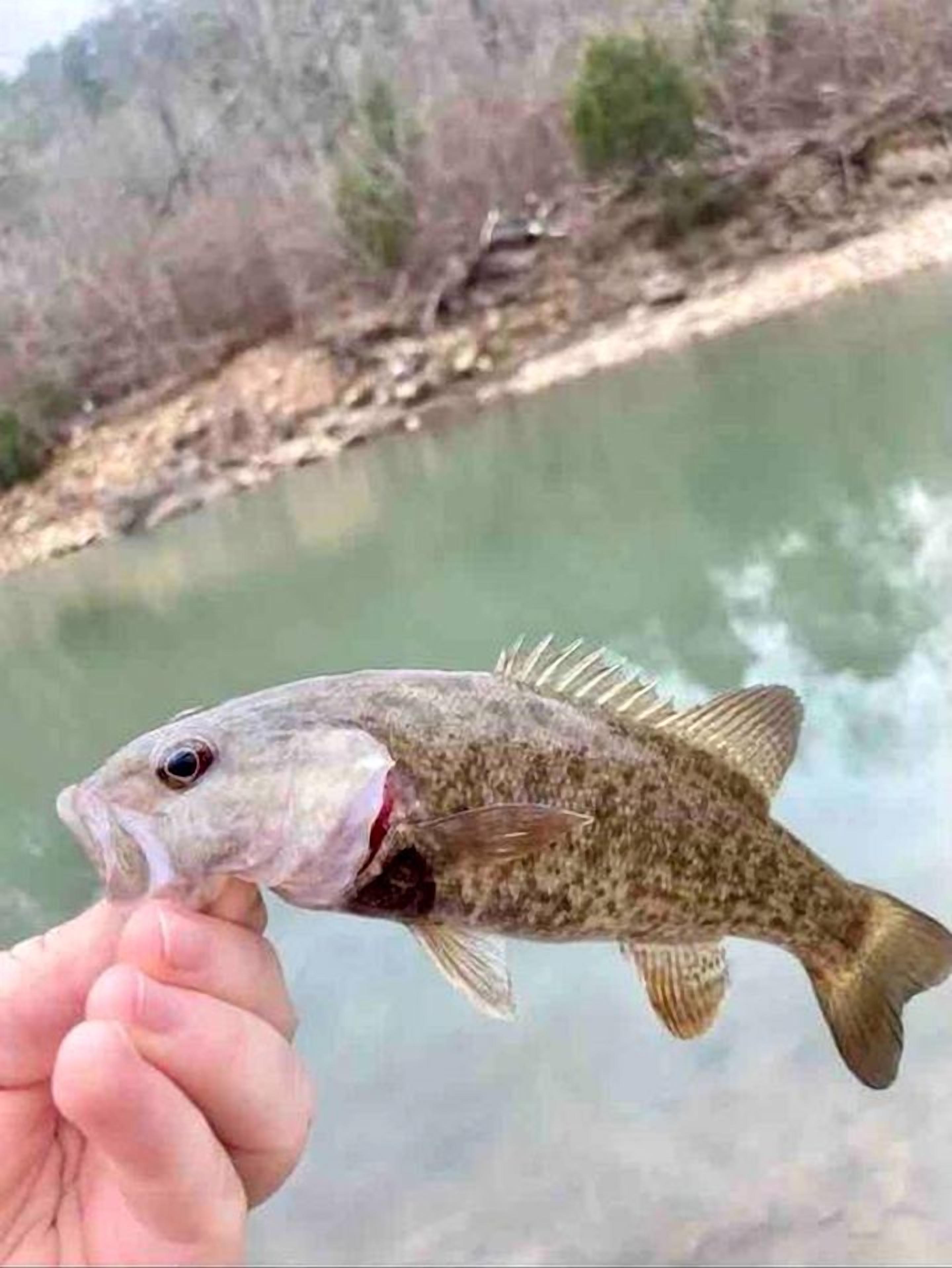 Una mano che tiene un pesce, con una chiara vista di un argine fluviale e alberi sullo sfondo.