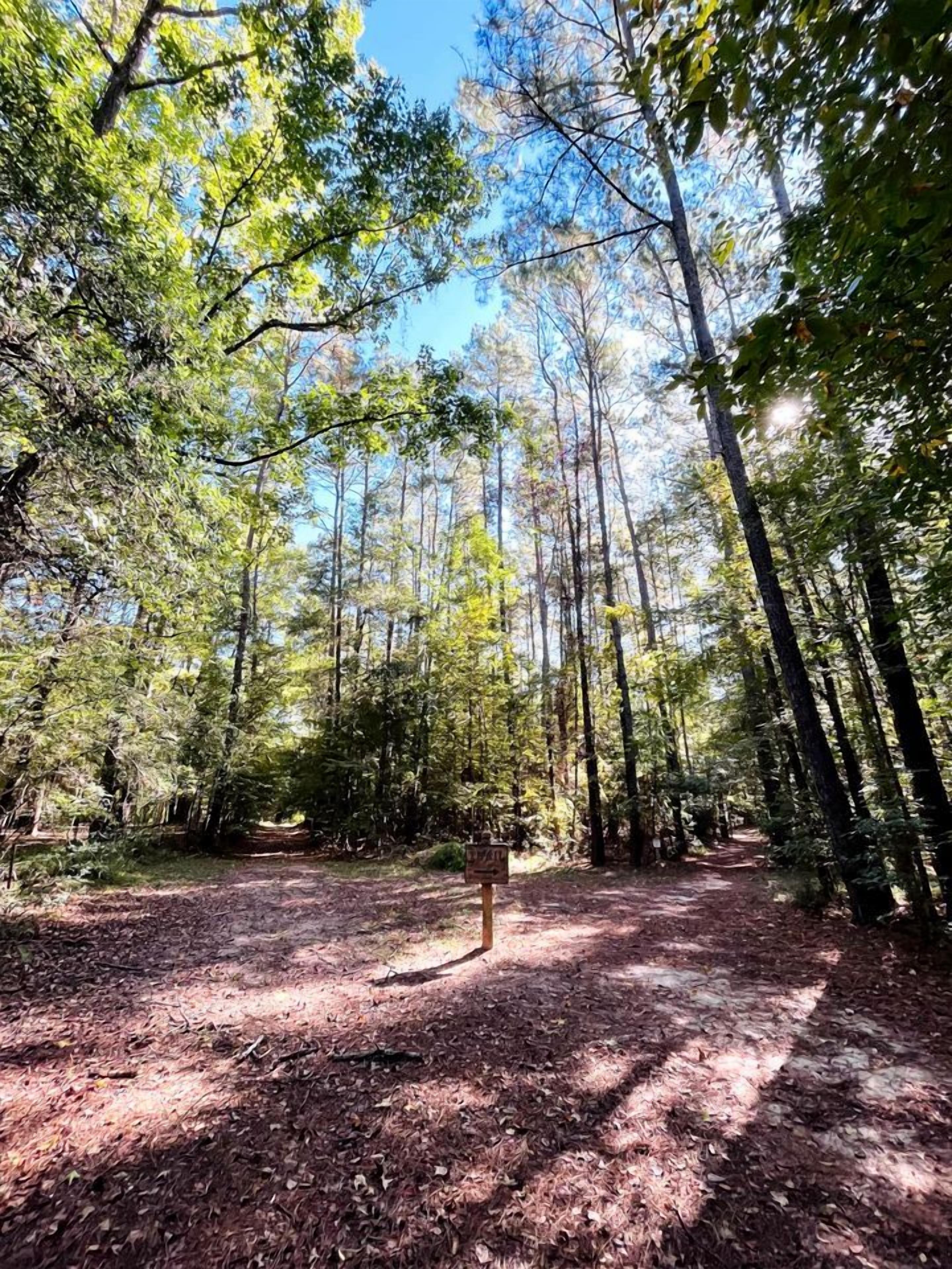 A forested area with a dirt path leading through tall trees.