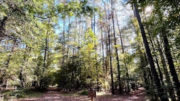 A forested area with a dirt path leading through tall trees.
