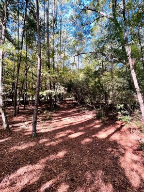 Une zone boisée avec un sentier de terre.