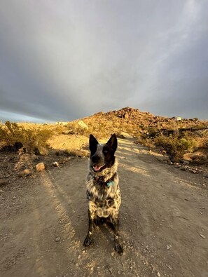 Pet-friendly - Impressive Dome with Great Panoramic Desert Views in Terlingua, Texas (Terlingua)