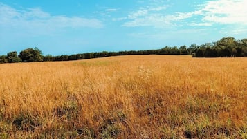 A field with a clear sky and a line of trees in the distance.