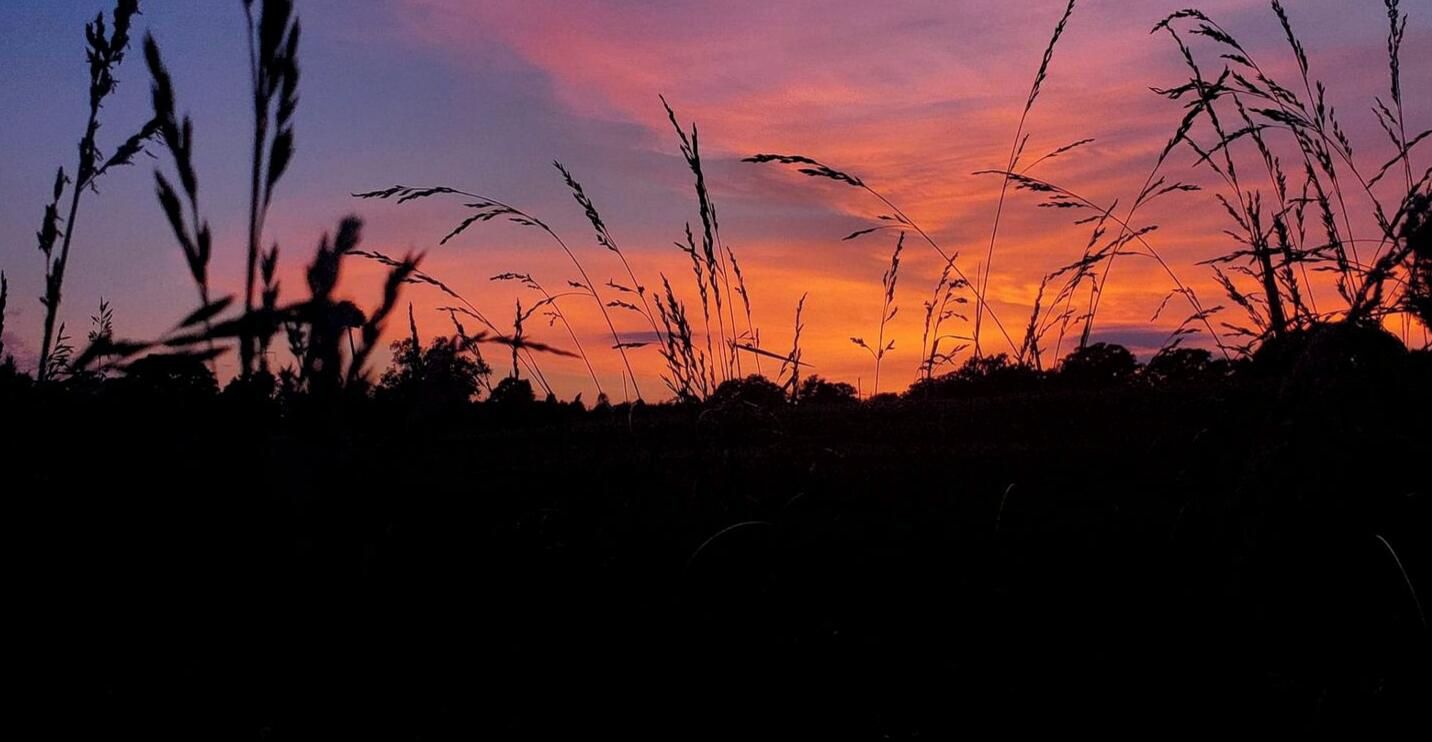 Eine Silhouette hohes Gras vor einem Sonnenuntergangshimmel.