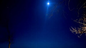 Une scène nocturne offrant une vue dégagée sur une étendue d’eau, un arbre et un cerf sur la rive.
