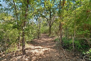 Un sendero boscoso con árboles y sotobosque.