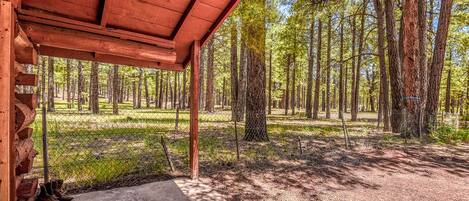 Una zona exterior coberta amb sòl de formigó, envoltada per un bosc de trees alts.