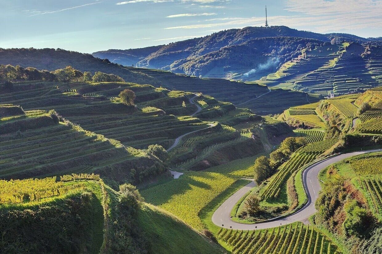 A vineyard landscape with terraced fields and a winding road.