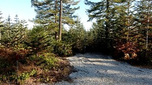 A gravel path surrounded by dense forest.