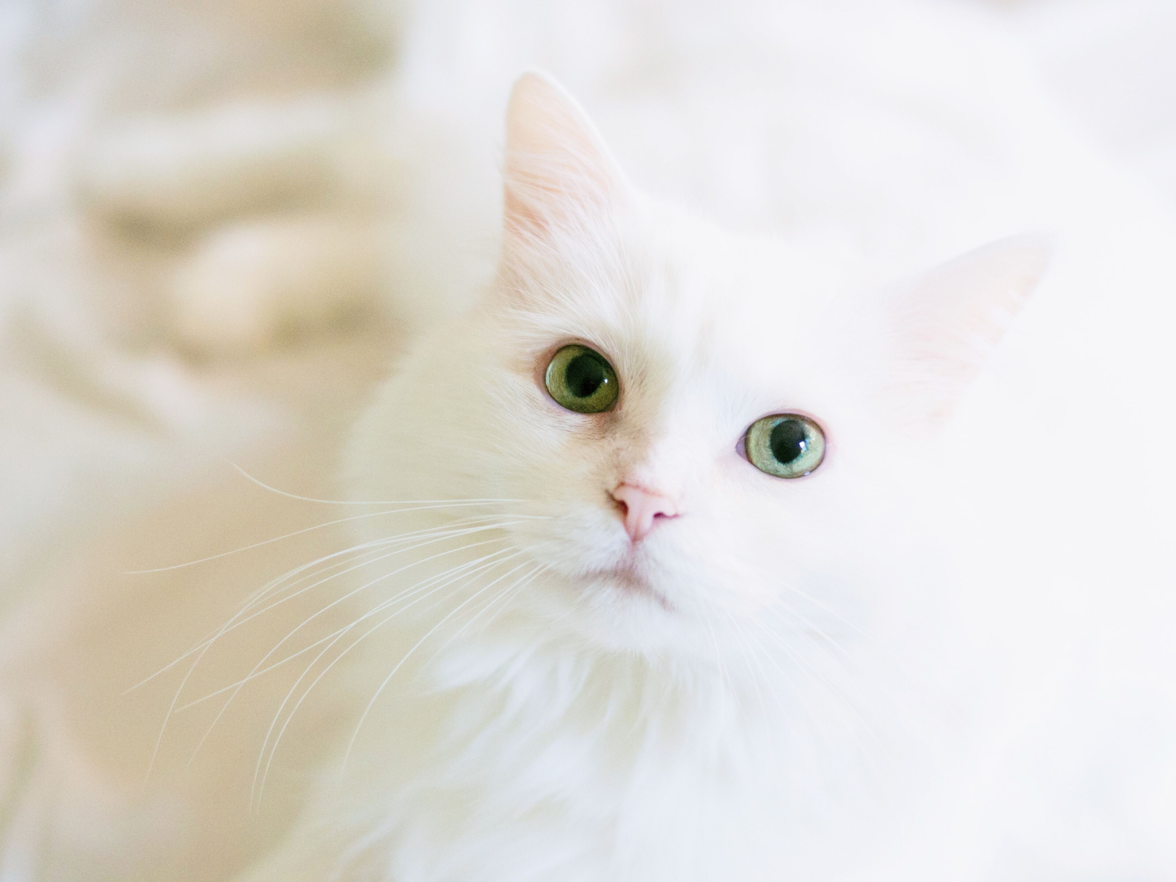 Un gato blanco de ojos verdes.