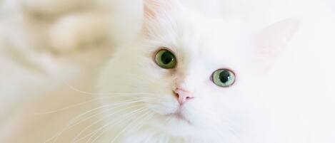 Un gato blanco de ojos verdes.
