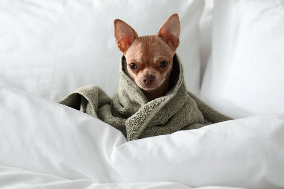 Un petit chien emmitouflé dans une couverture, sur un lit.