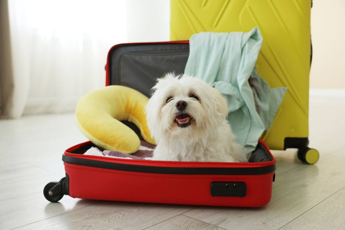 Un petit chien blanc se trouve à l’intérieur d’une valise rouge à roulettes, posée sur un plancher en bois.
