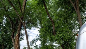 Una hamaca bajo un árbol, una parrilla y un baño químico en un área boscosa.
