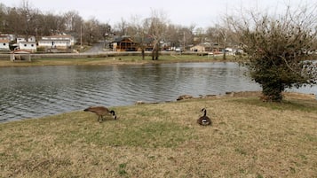 A pond with two geese on the grass, surrounded by houses and a tree.