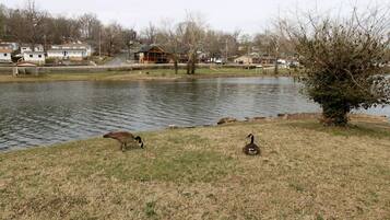 A pond with two geese on the grass, surrounded by houses and a tree.