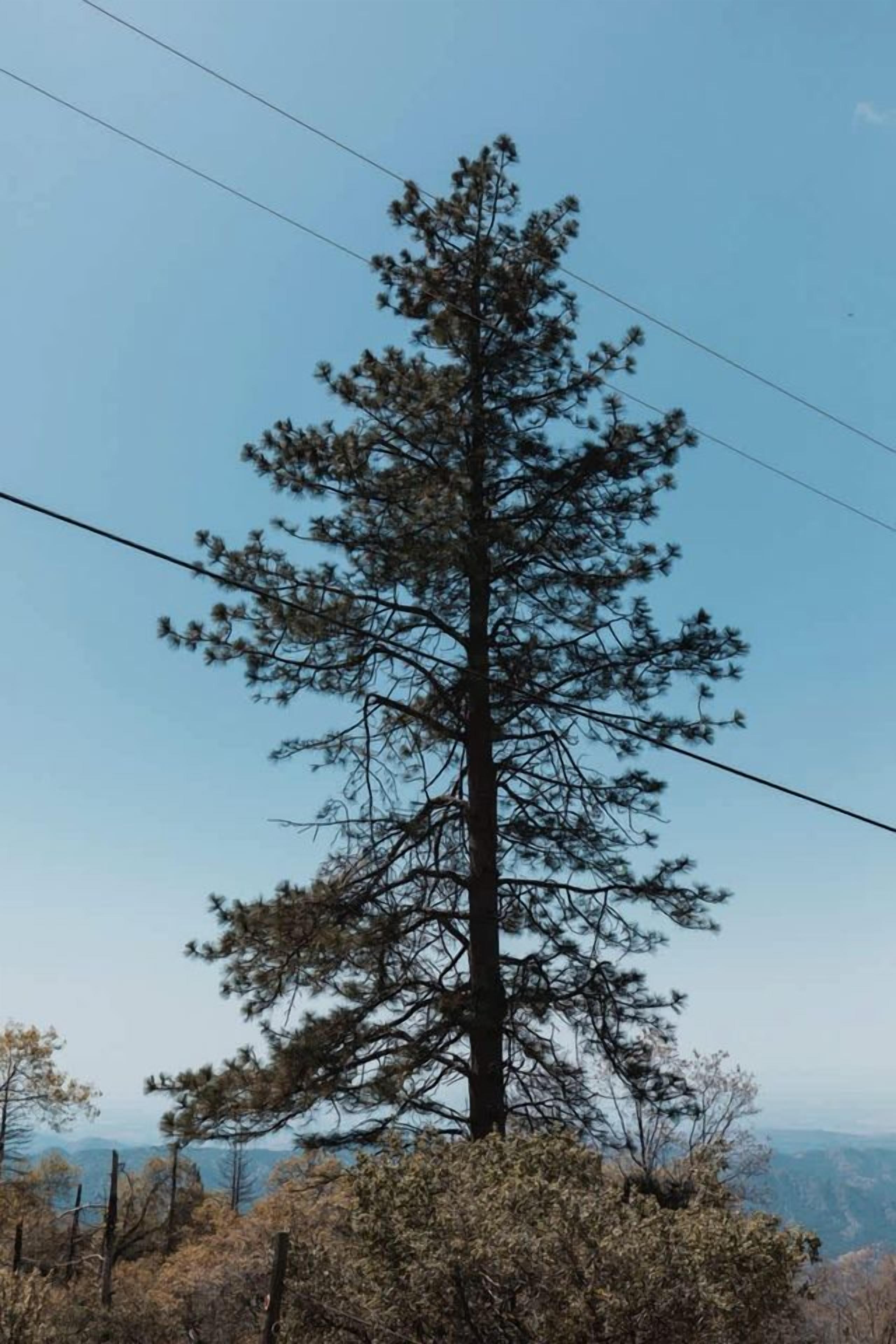 A tall pine tree with a clear sky in the background.