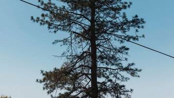 A tall pine tree with a clear sky in the background.