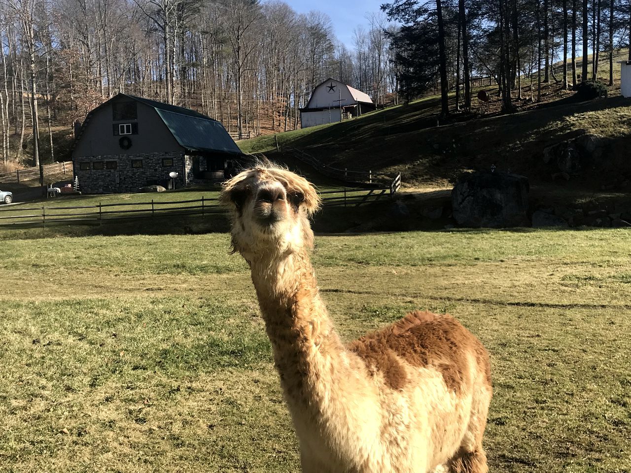 A llama in a grassy field with a barn and trees in the background.