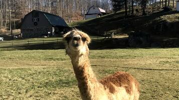 A llama in a grassy field with a barn and trees in the background.