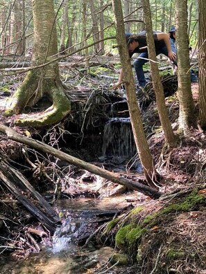 A forested area with a small stream, trees, and a person.