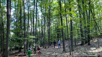 Uma área arborizada com árvores altas e um grupo de pessoas caminhando.