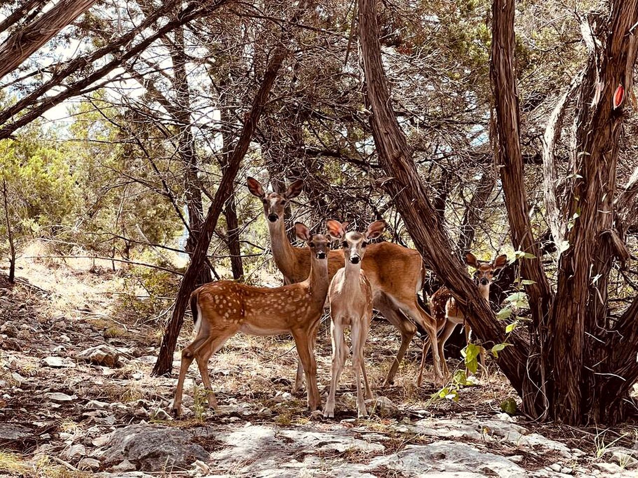 Un paysage naturel où l’on peut observer des cerfs dans une zone boisée.