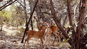Un paysage naturel où l’on peut observer des cerfs dans une zone boisée.