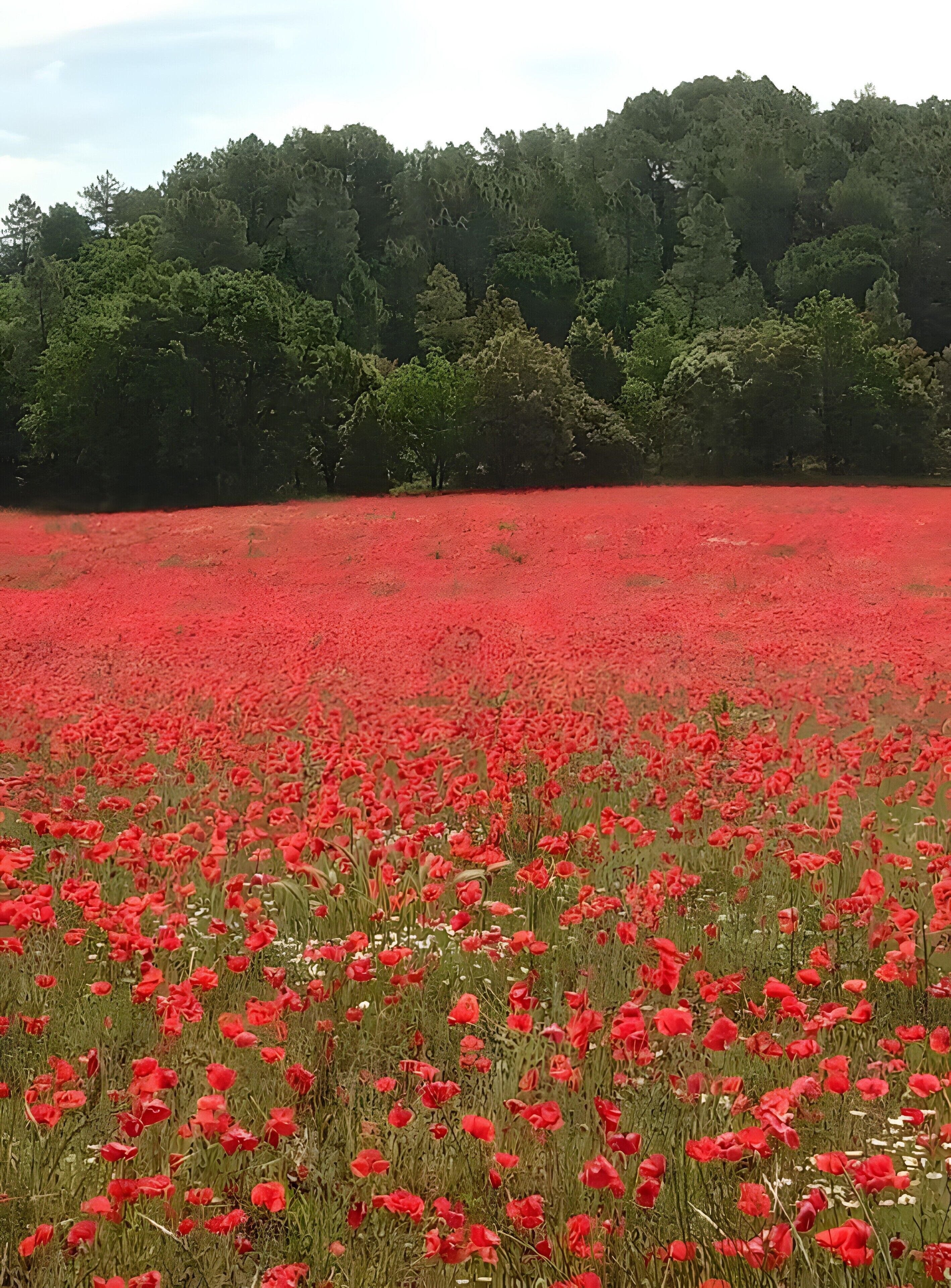 A field of red flowers with a forest in the background.