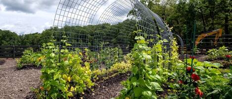 Un jardin doté d’une structure en treillis métallique, de différentes plantes et, au fond, d’un engin de chantier.