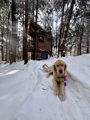 A dog lying in the snow with a wooden cabin in the background.