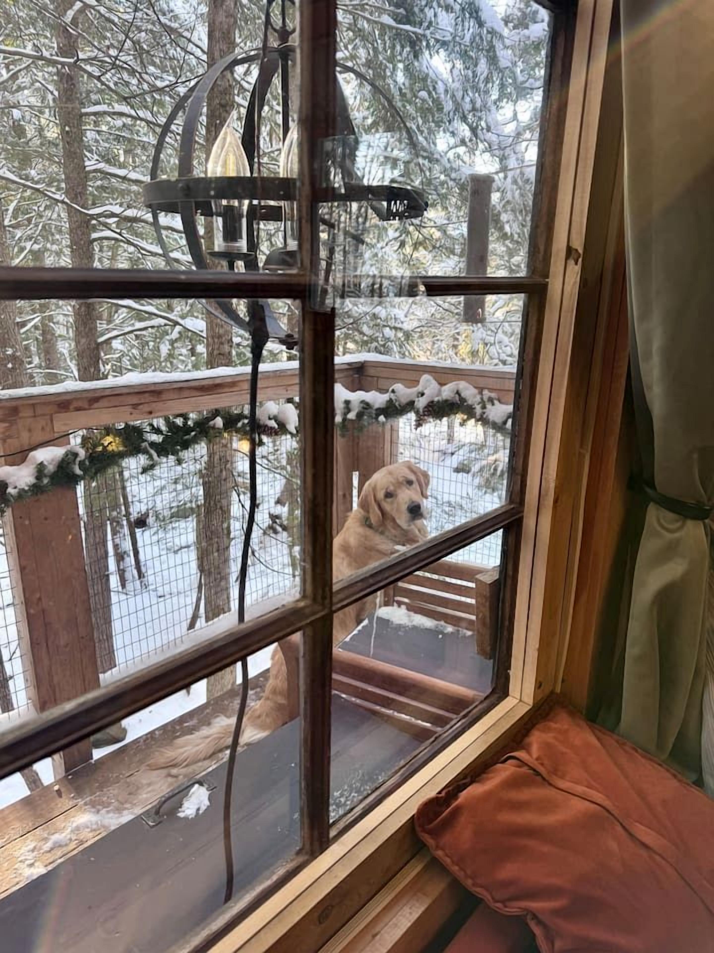 Une fenêtre derrière laquelle on aperçoit un chien, une terrasse en bois et une rambarde en métal.