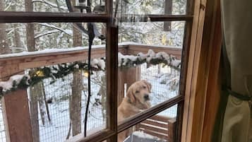 Une fenêtre derrière laquelle on aperçoit un chien, une terrasse en bois et une rambarde en métal.