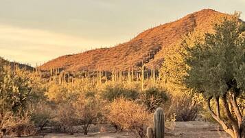 A desert landscape with sparse vegetation, including cacti and small bushes, and a hill in the background.